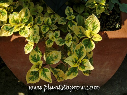 Troys Gold Plectranthus (Plectranthus)